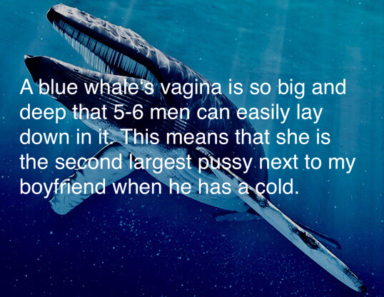 man flu whale meme - A blue whale's vagina is so big and deep that 56 men can easily lay down in it. This means that she is the second largest pussy next to my boyfriend when he has a cold.