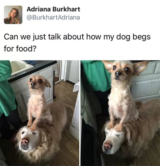 funny dog snapchats - Adriana Burkhart Can we just talk about how my dog begs for food?