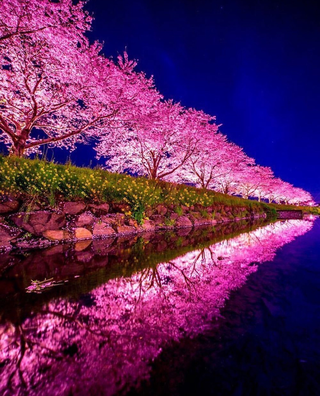 memes - cherry blossom night