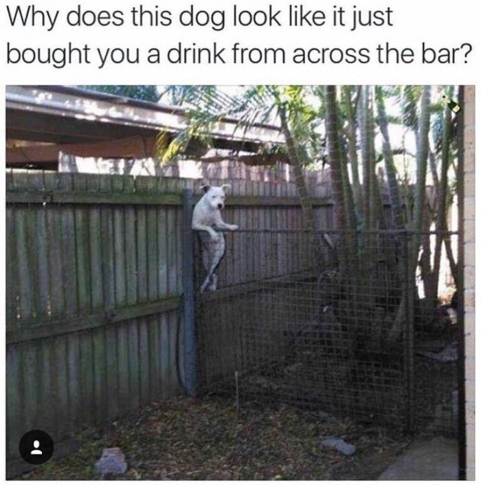memes - does this dog look like it just bought you a drink - Why does this dog look it just bought you a drink from across the bar?