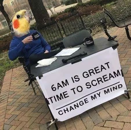cockatiel memes - 6AM Is Great Time To Scream Change My Mind