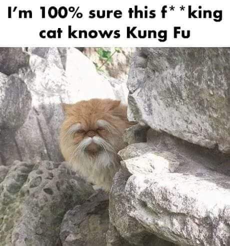 kung fu memes - I'm 100% sure this fking cat knows Kung Fu