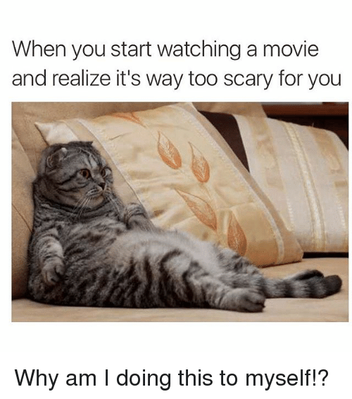 funny cute fat cats - When you start watching a movie and realize it's way too scary for you Why am I doing this to myself!?