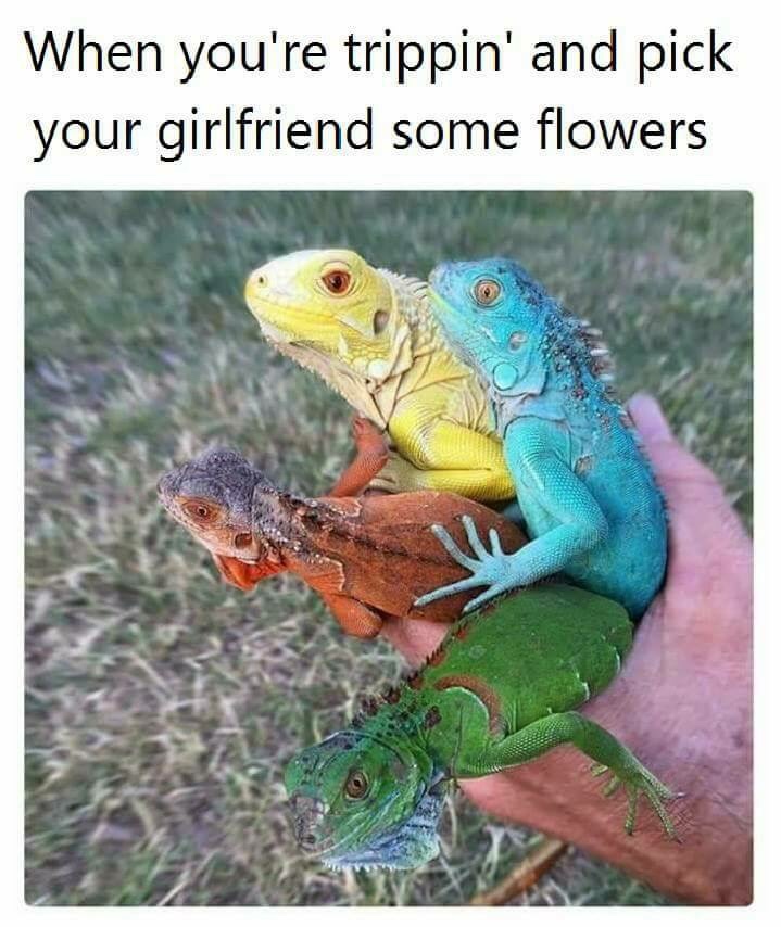iguana morphs - When you're trippin' and pick your girlfriend some flowers