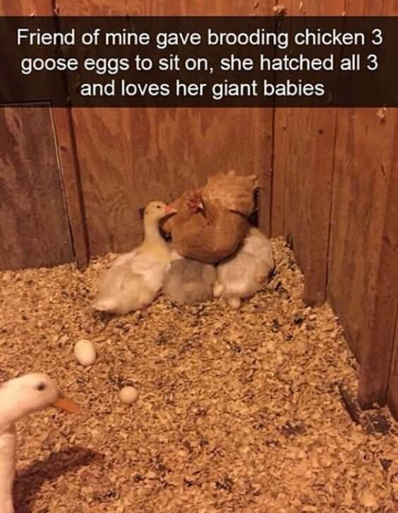 funny animal snapchat - Friend of mine gave brooding chicken 3 goose eggs to sit on, she hatched all 3 and loves her giant babies