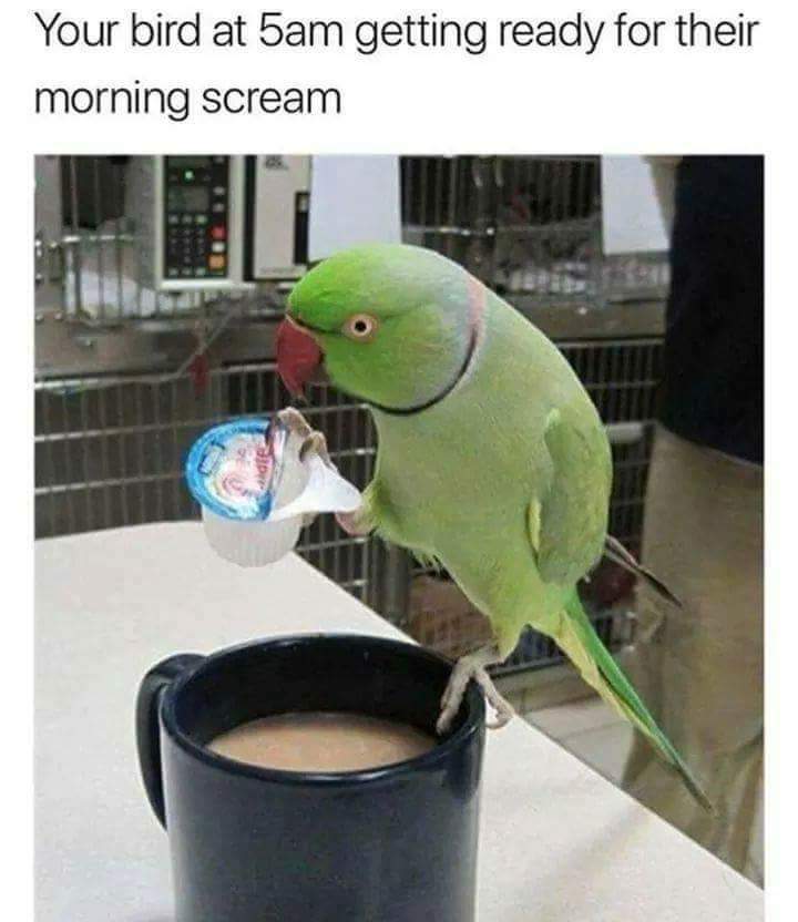 memes - bird meme - Your bird at 5am getting ready for their morning scream