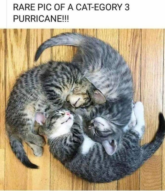 memes - category 3 purricane - Rare Pic Of A CatEgory 3 Purricane!!!