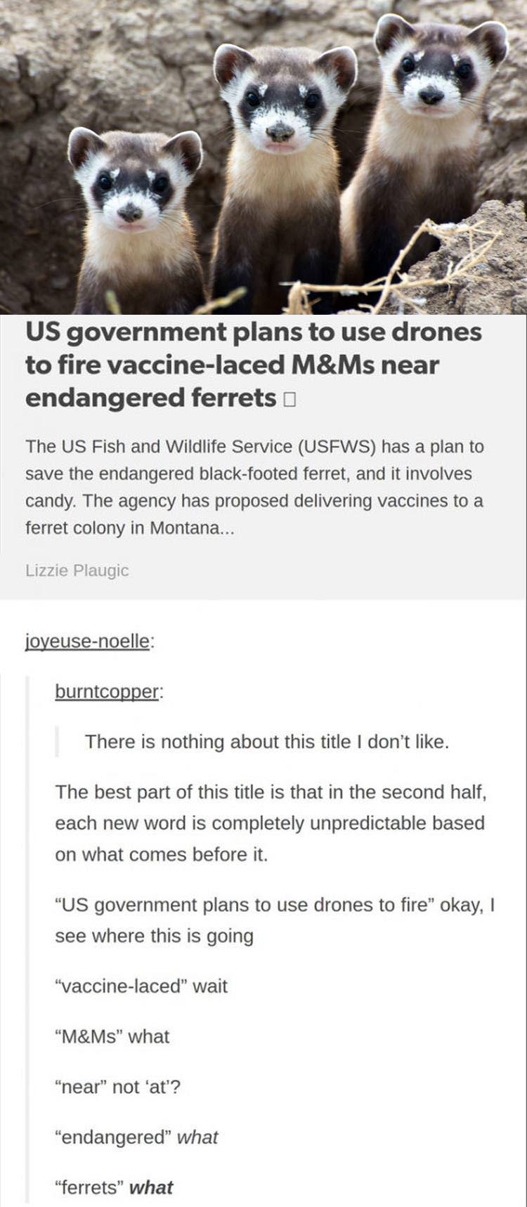 memes - Us government plans to use drones to fire vaccinelaced M&Ms near endangered ferrets a The Us Fish and Wildlife Service Usfws has a plan to save the endangered blackfooted ferret, and it involves candy. The agency has proposed delivering vaccines t