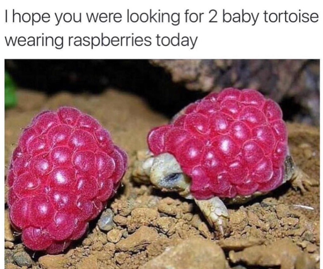 memes - turtle wearing a raspberry - Thope you were looking for 2 baby tortoise wearing raspberries today