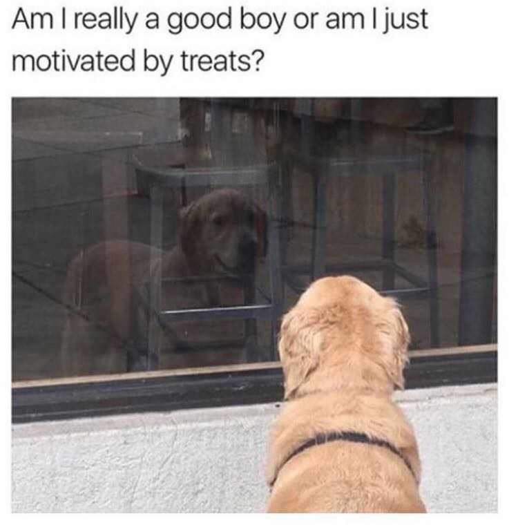 memes - am i really a good boy or just motivated by treats - Am I really a good boy or am I just motivated by treats?