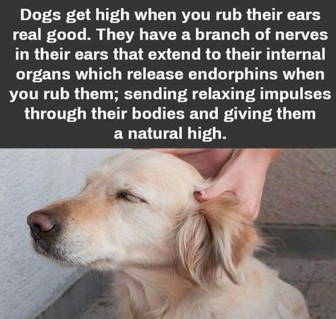 photo caption - Dogs get high when you rub their ears real good. They have a branch of nerves in their ears that extend to their internal organs which release endorphins when you rub them; sending relaxing impulses through their bodies and giving them a n