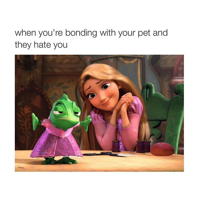 tangled disney - when you're bonding with your pet and they hate you