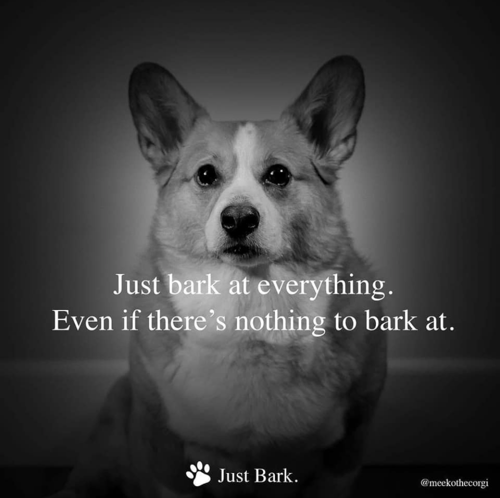 memes - everything is great thanks - Just bark at everything. Even if there's nothing to bark at. Just Bark. meekothecorgi