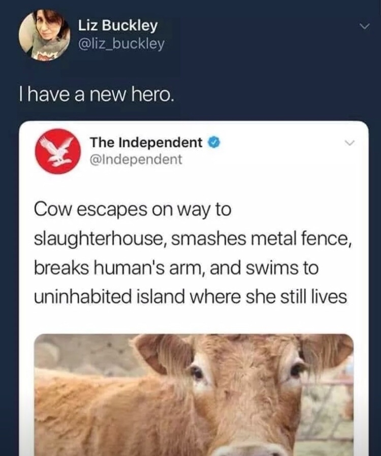 memes - badass animals - Liz Buckley Thave a new hero. The Independent Cow escapes on way to slaughterhouse, smashes metal fence, breaks human's arm, and swims to uninhabited island where she still lives