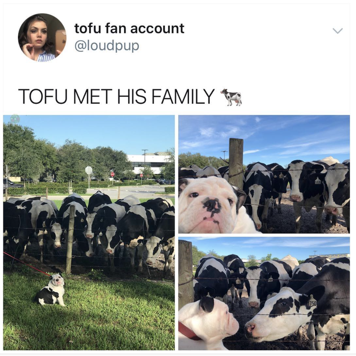memes - Meme - tofu fan account Tofu Met His Family