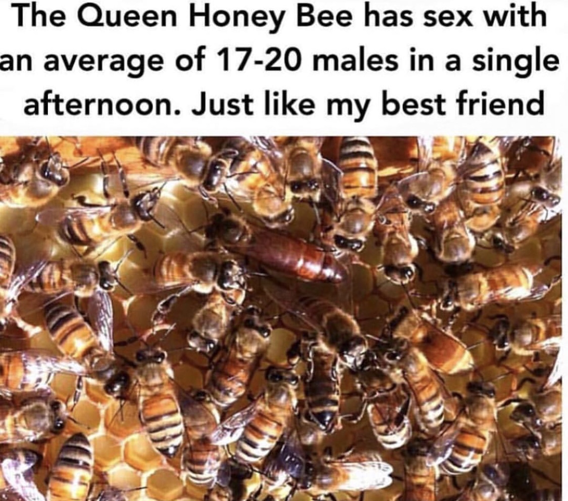 memes - honey bee memes - The Queen Honey Bee has sex with an average of 1720 males in a single afternoon. Just my best friend