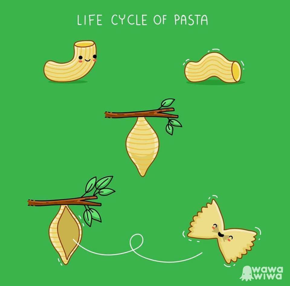memes - life cycle of pasta - Life Cycle Of Pasta