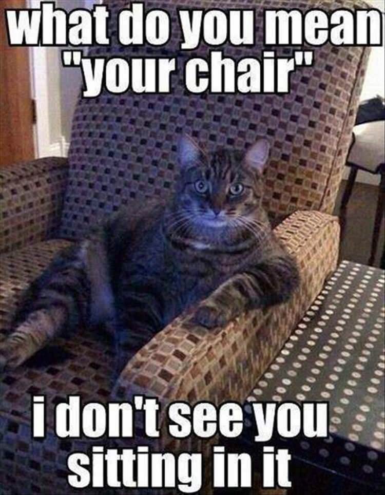 memes - cat stole my chair - what do you mean "your chair" 0000000000000 i don't see you sitting in it