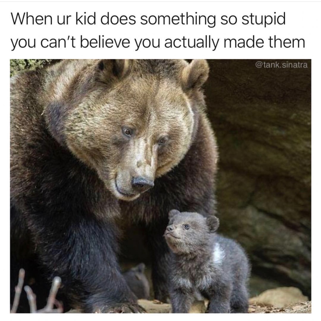 memes - grizzly baby - When ur kid does something so stupid you can't believe you actually made them .sinatra