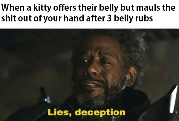 photo caption - When a kitty offers their belly but mauls the shit out of your hand after 3 belly rubs Lies, deception