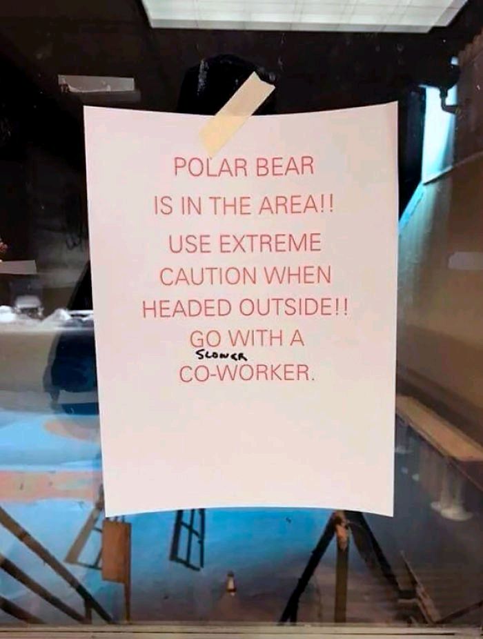 polar bear in the area go with extreme caution - Polar Bear Is In The Area!! Use Extreme Caution When Headed Outside!! Go With A CoWorker. Sloncr
