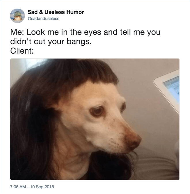 dog with wig