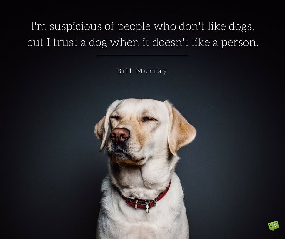 bill murray quote about dogs