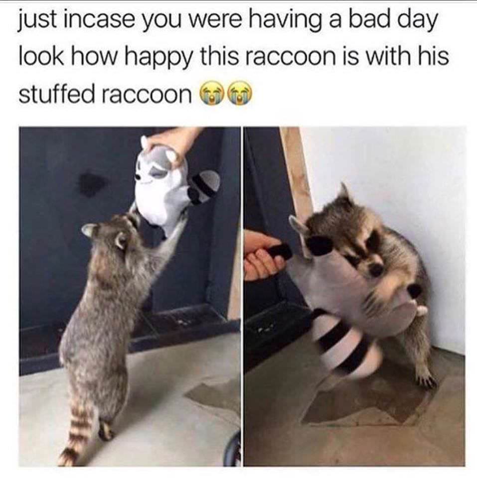 racoon with stuffed racoon - just incase you were having a bad day look how happy this raccoon is with his stuffed raccoon 00
