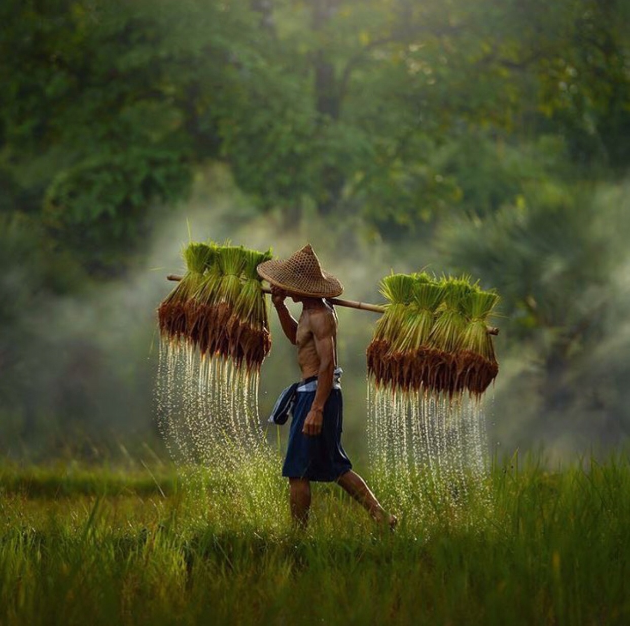 rice farmer