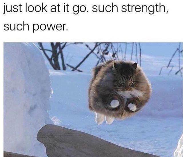 cat jumping through snow - just look at it go. such strength, such power.