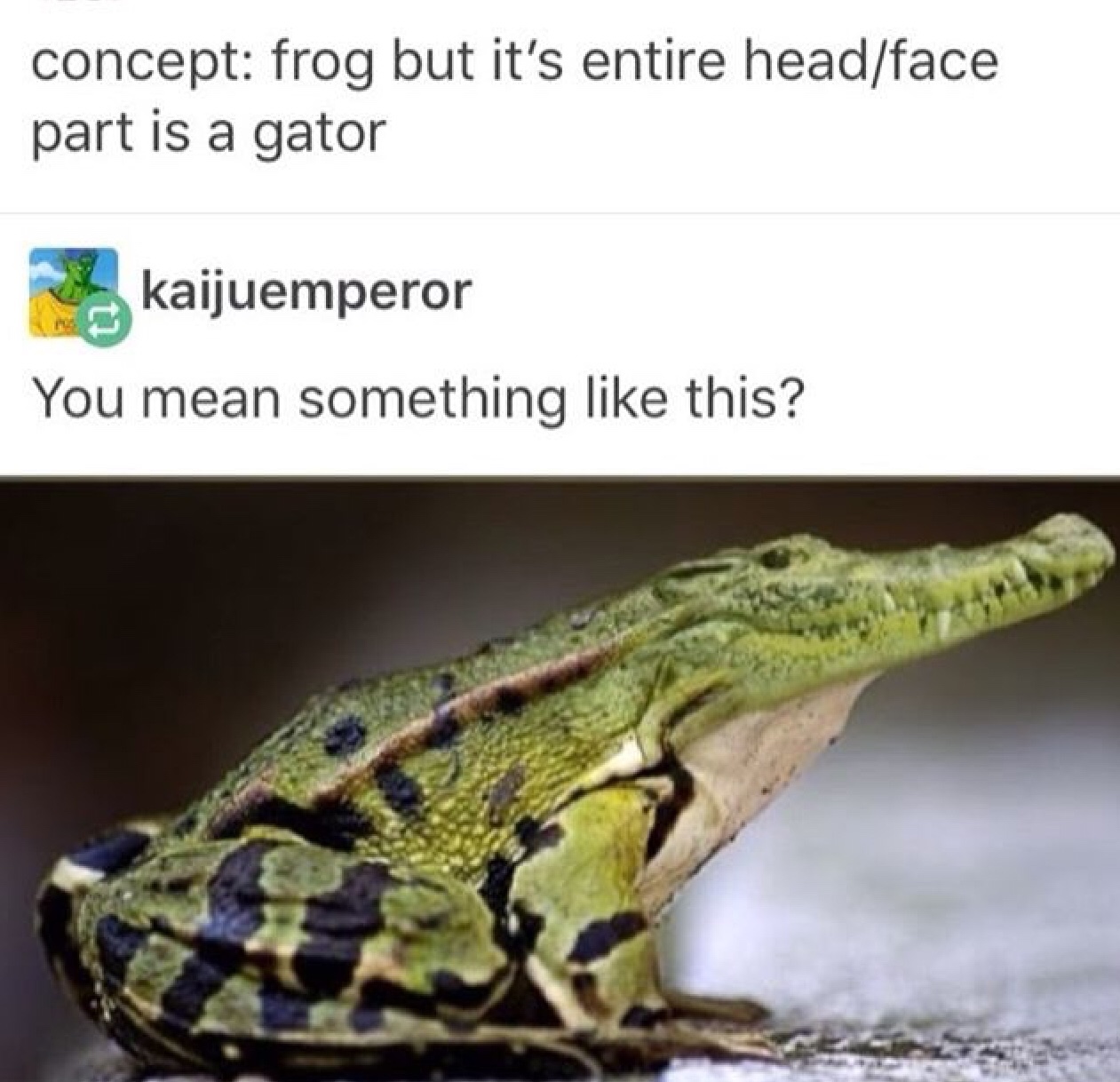 memes - funny animal mashups - concept frog but it's entire headface part is a gator kaijuemperor You mean something this?