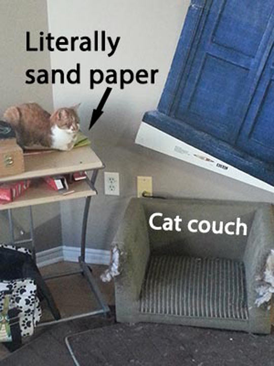 memes - funny cat logic - Literally sand paper Cat couch