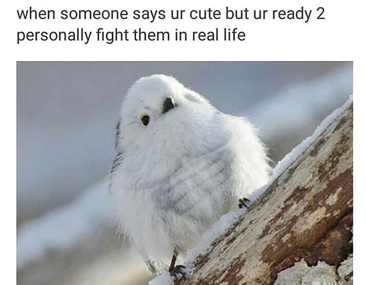 memes - beak - when someone says ur cute but ur ready 2 personally fight them in real life