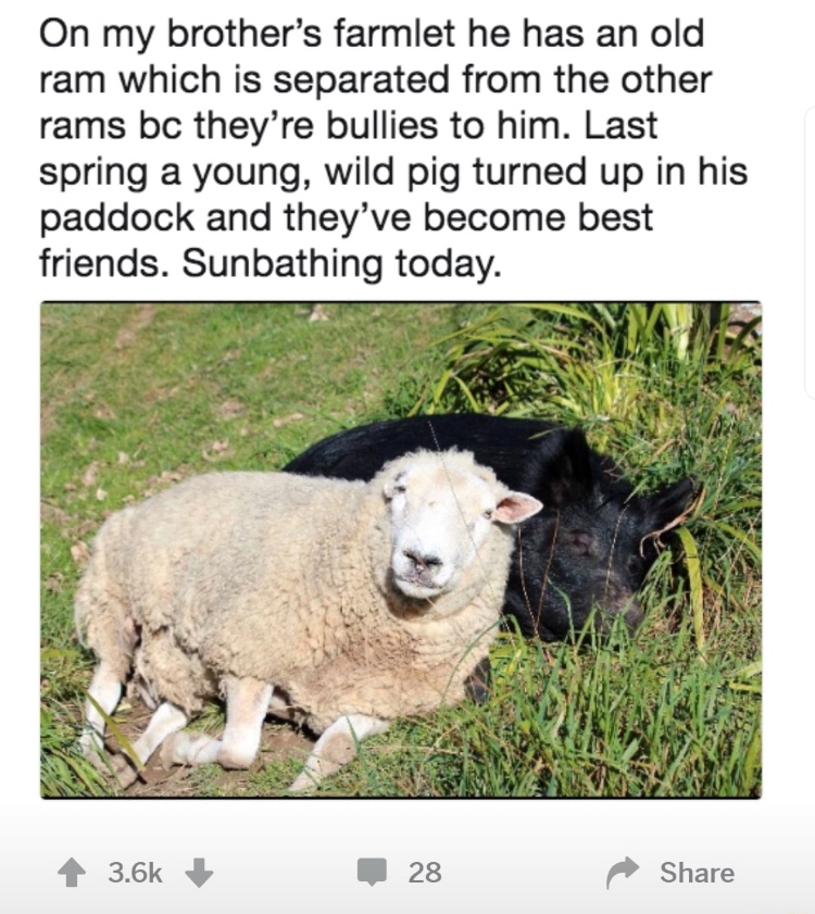 memes - sheep - On my brother's farmlet he has an old ram which is separated from the other rams bc they're bullies to him. Last spring a young, wild pig turned up in his paddock and they've become best friends. Sunbathing today. 28