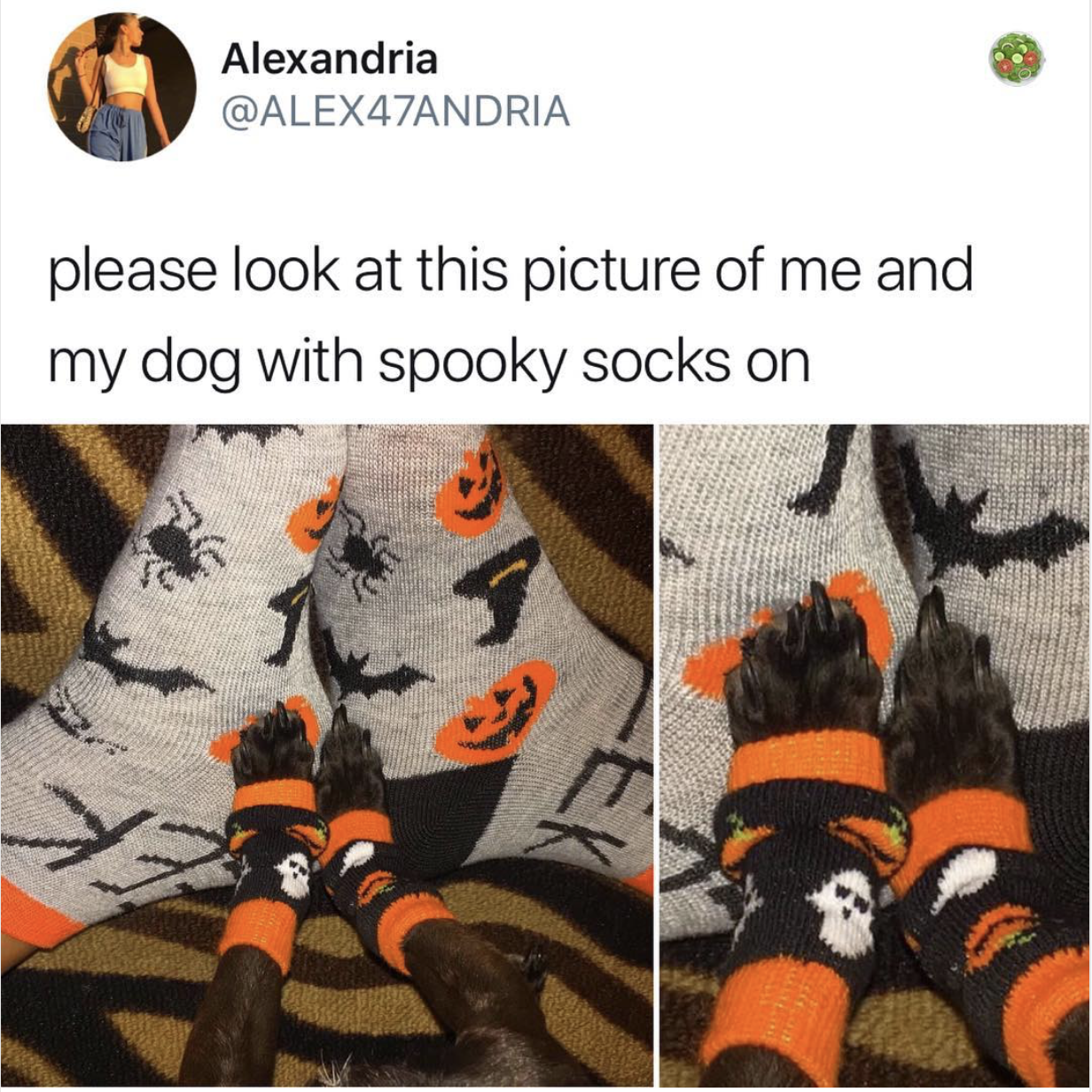 memes - spooky socks for dogs - Alexandria please look at this picture of me and my dog with spooky socks on