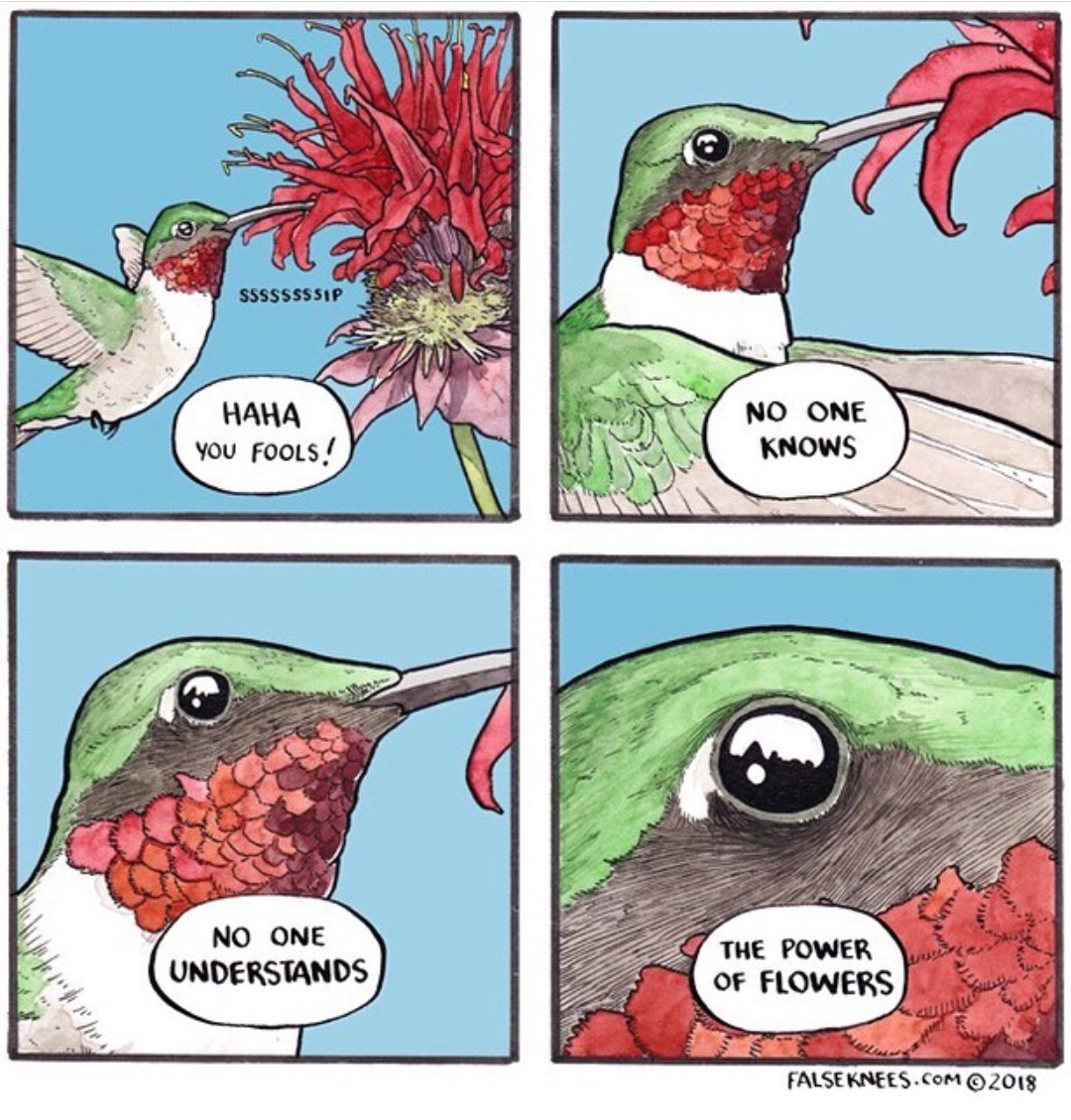 hummingbird memes - Ssssssssip You Fools! No One Knows No One Understands The Power Of Flowers False Knees.Com 2018
