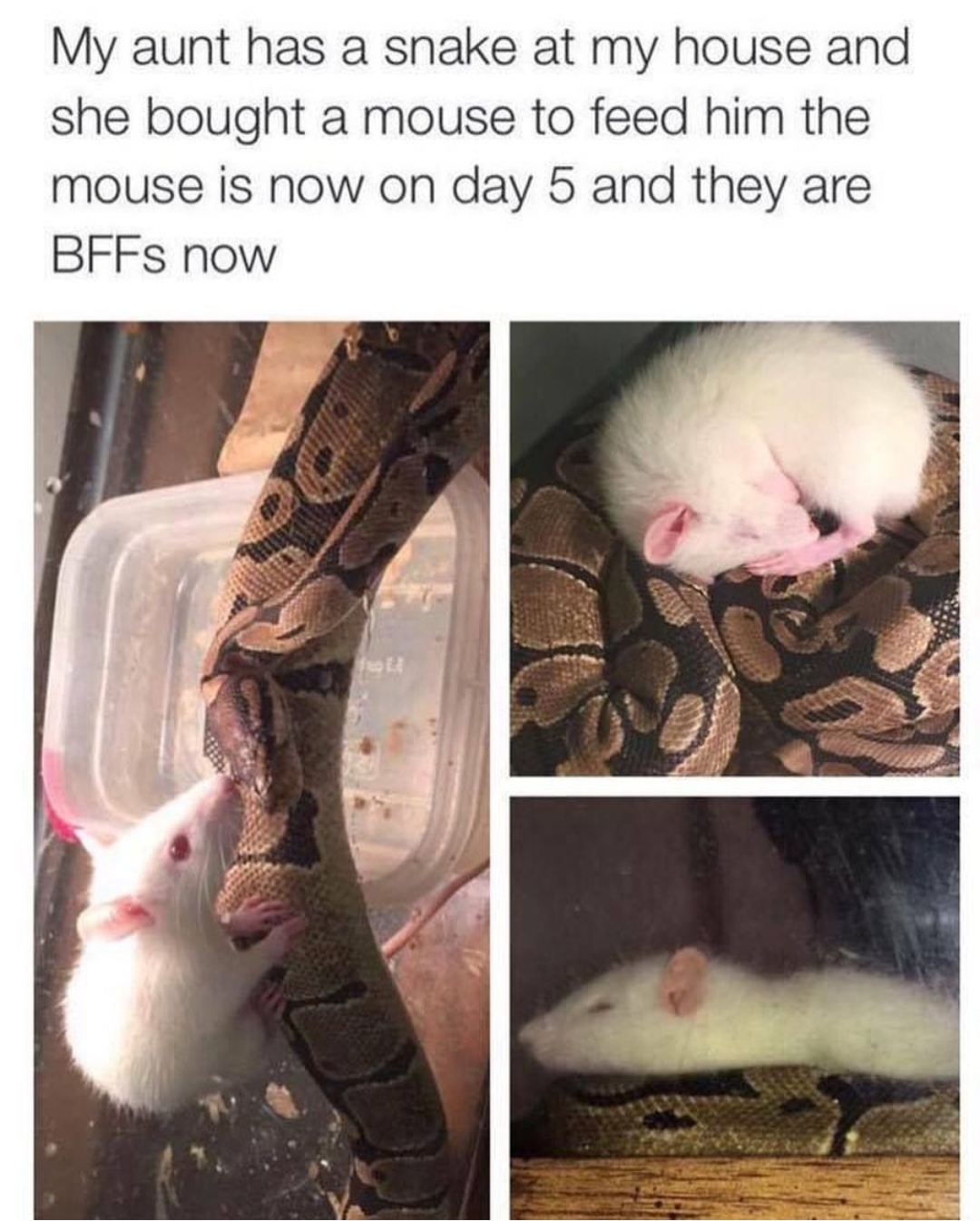 mouse eats snake - My aunt has a snake at my house and she bought a mouse to feed him the mouse is now on day 5 and they are BFFs now
