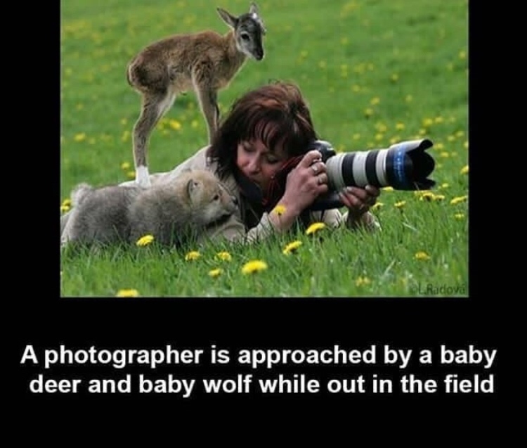 baby deer and baby wolf - Radova A photographer is approached by a baby deer and baby wolf while out in the field