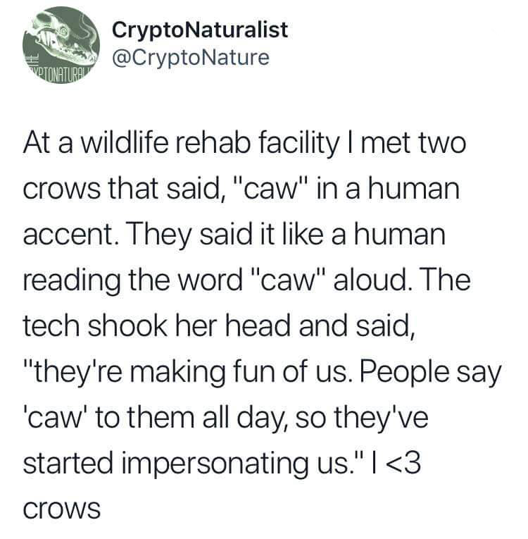 CryptoNaturalist Votonaturap At a wildlife rehab facility I met two crows that said, "caw" in a human accent. They said it a human reading the word "caw" aloud. The tech shook her head and said, "they're making fun of us. People say 'caw' to them all day,