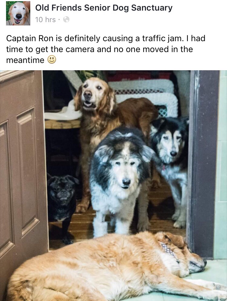 pupper memes - Old Friends Senior Dog Sanctuary 10 hrs Captain Ron is definitely causing a traffic jam. I had time to get the camera and no one moved in the meantime