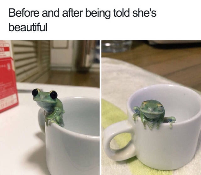 cute animal memes - Before and after being told she's beautiful