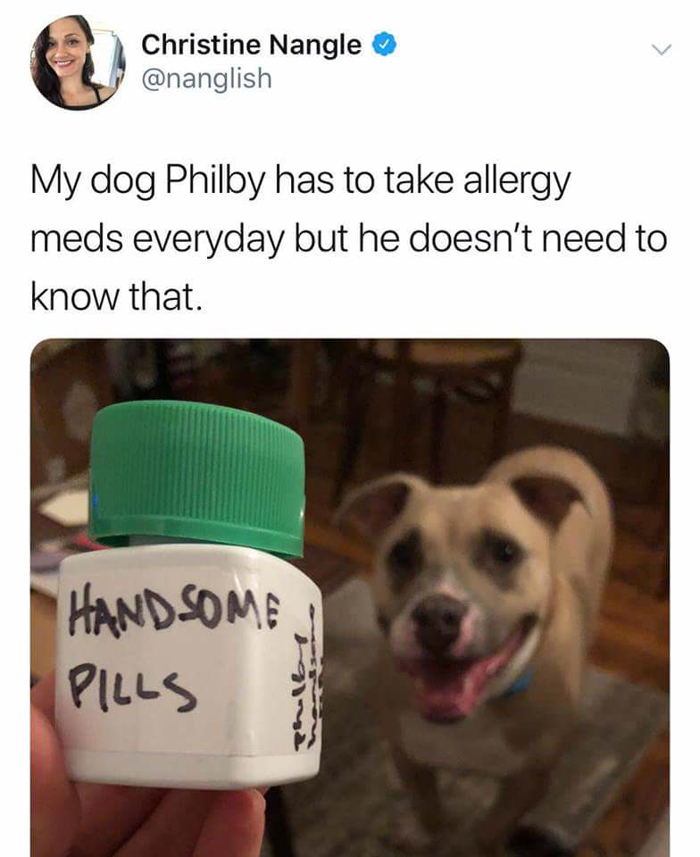 memes - dog handsome pills - Christine Nangle My dog Philby has to take allergy meds everyday but he doesn't need to know that. Handsome Pills