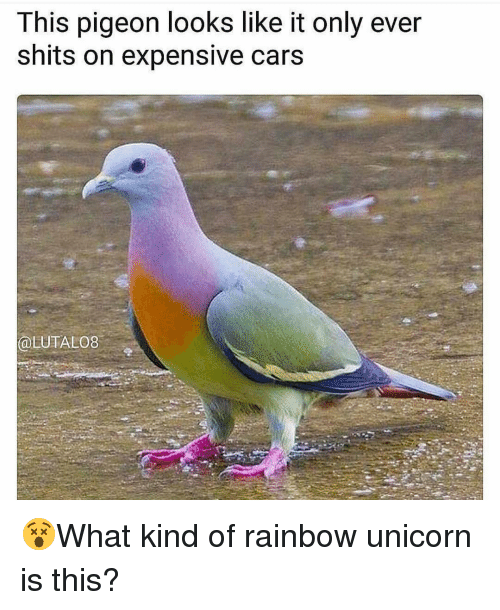 rare pigeon - This pigeon looks it only ever shits on expensive cars What kind of rainbow unicorn is this?