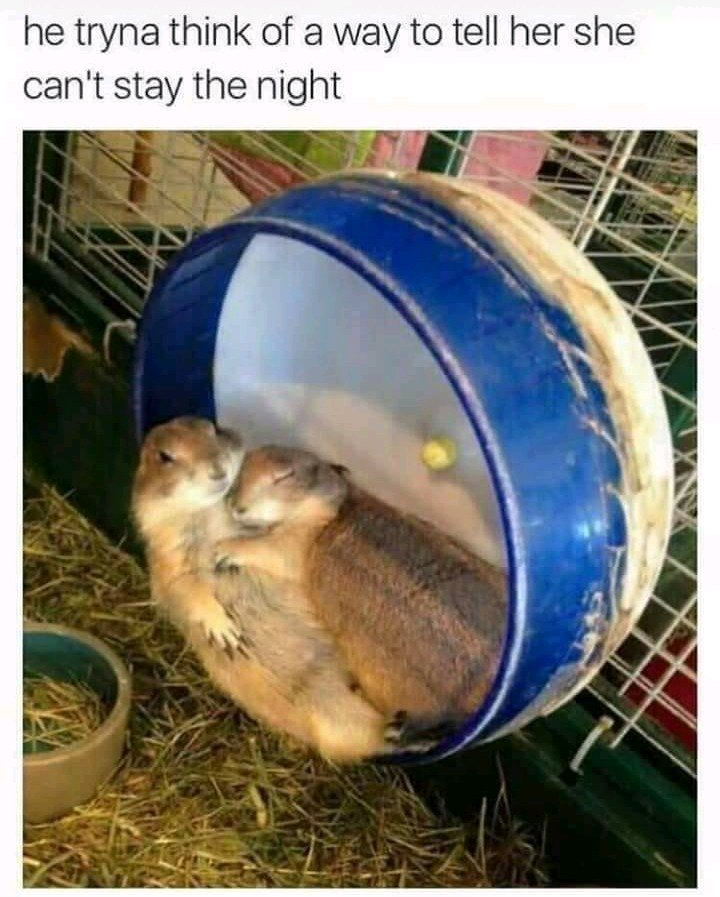 cute hamsters couple - he tryna think of a way to tell her she can't stay the night