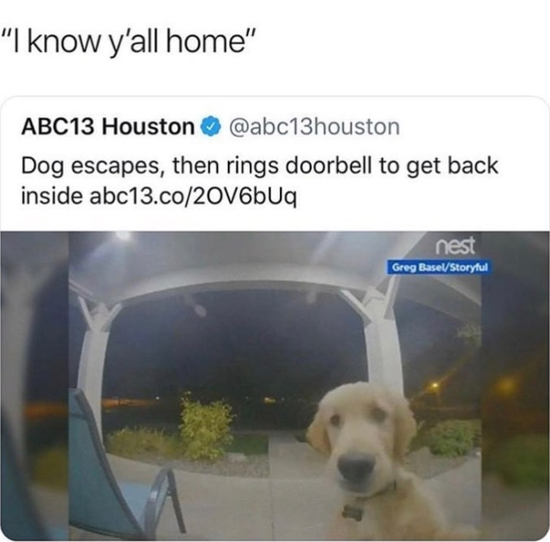 animal caught on ring doorbell - "I know y'all home" ABC13 Houston Dog escapes, then rings doorbell to get back inside abc13.co2OV6bUq nest Greg BaselStoryful