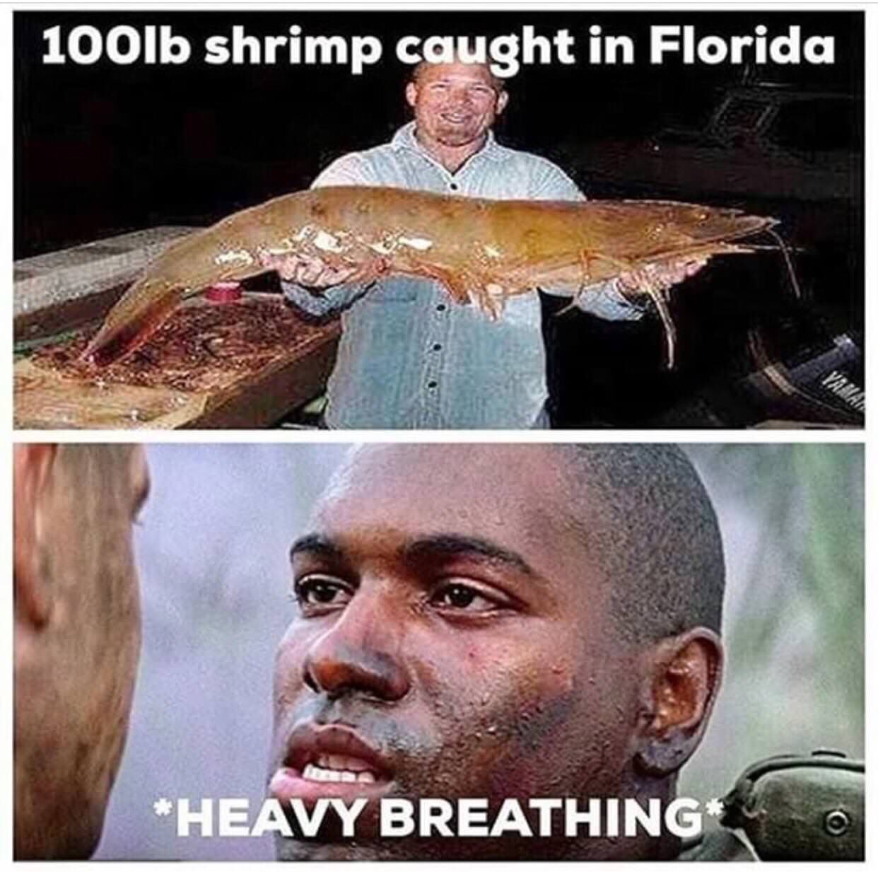100 lb shrimp meme - 100lb shrimp caught in Florida Heavy Breathing