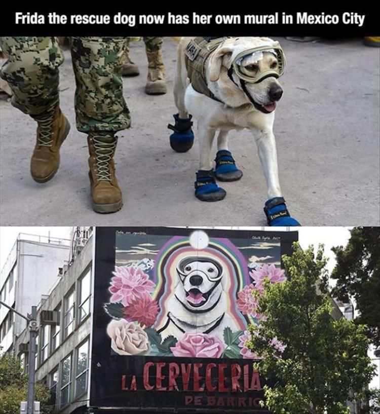 mexican rescue dog frida - Frida the rescue dog now has her own mural in Mexico City La Cervesepi De Sarrig