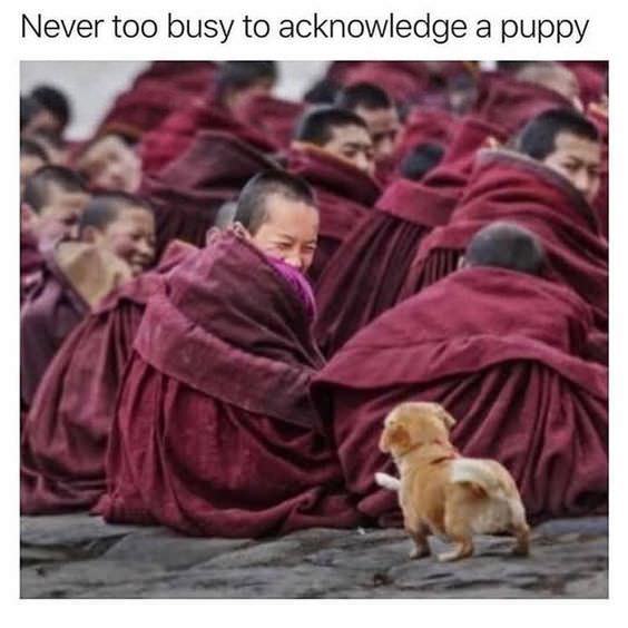 monks with puppy - Never too busy to acknowledge a puppy