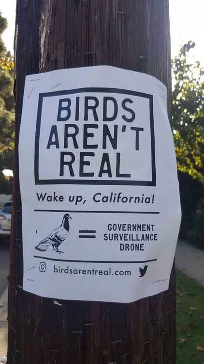 bird government surveillance - Birds Aren'T Real Wake up, California! Sur Government Surveillance Drone 0 birdsarentreal.com