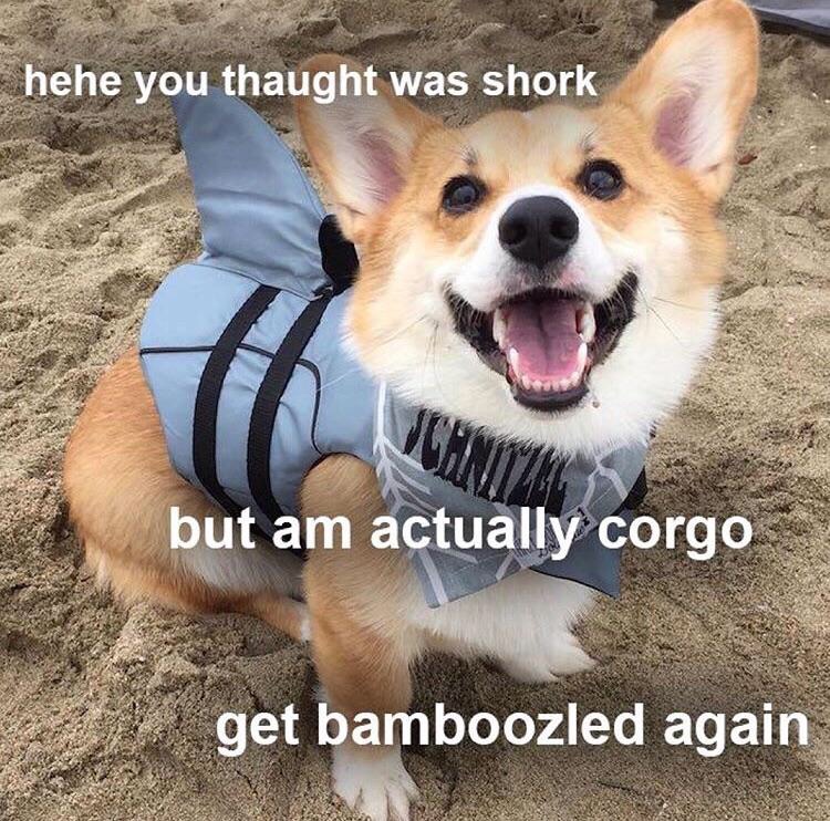 bamboozled doggo - hehe you thaught was shork but am actually corgo get bamboozled again